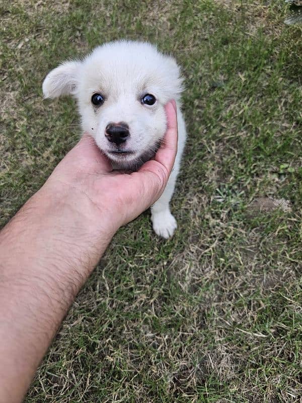 Maltese puppies 2