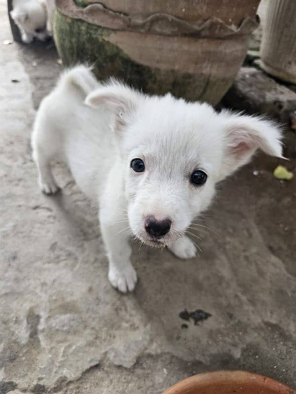 Maltese puppies 3