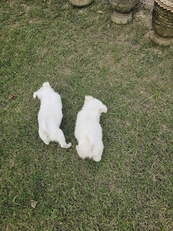 Maltese puppies 4