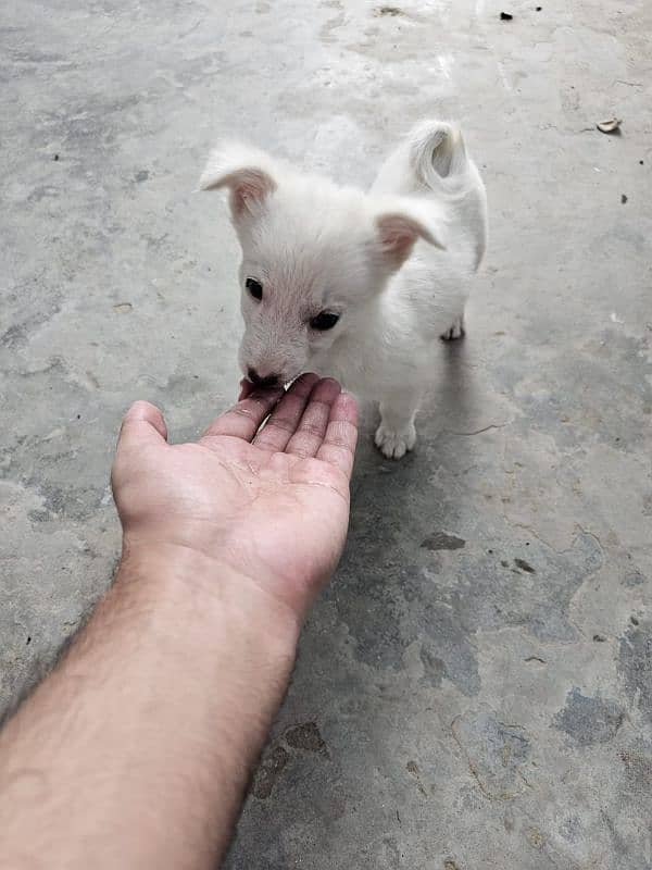 Maltese puppies 5