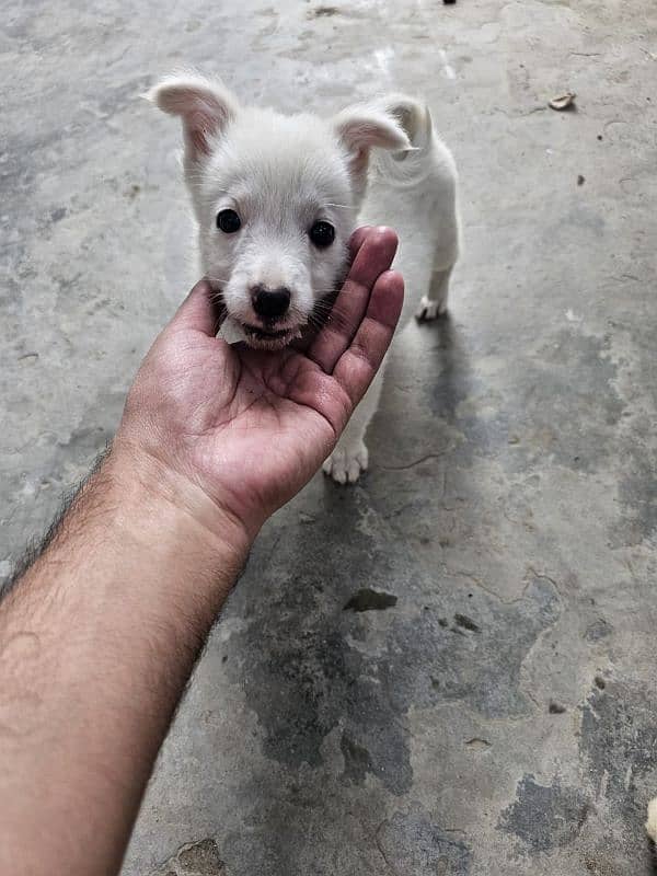 Maltese puppies 6