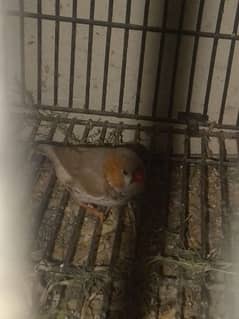 finch for sale