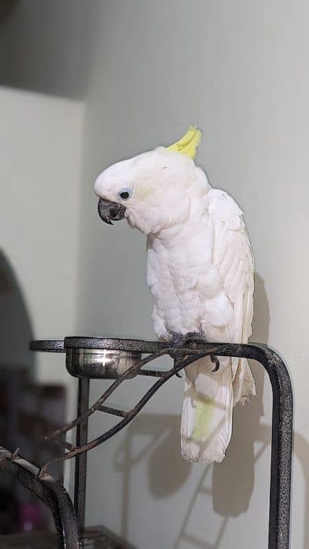 huge size titron cockatoo 0