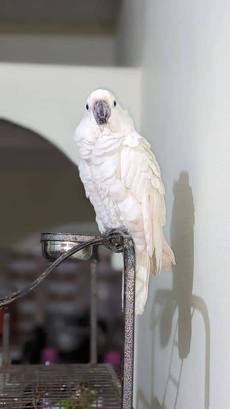 huge size titron cockatoo 1