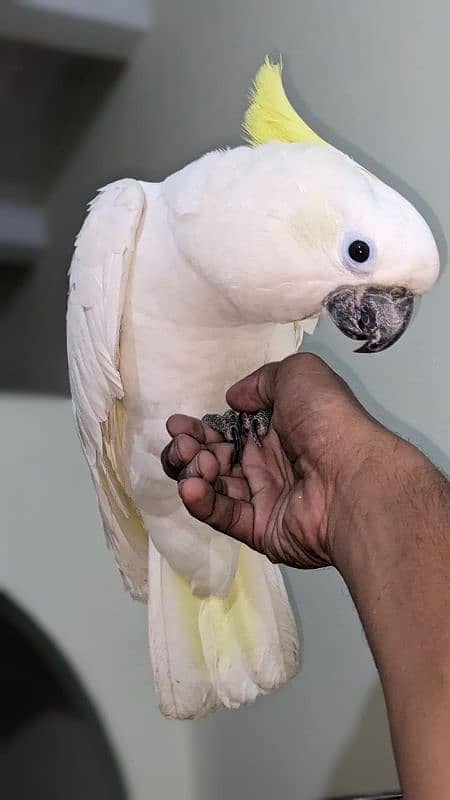 huge size titron cockatoo 2