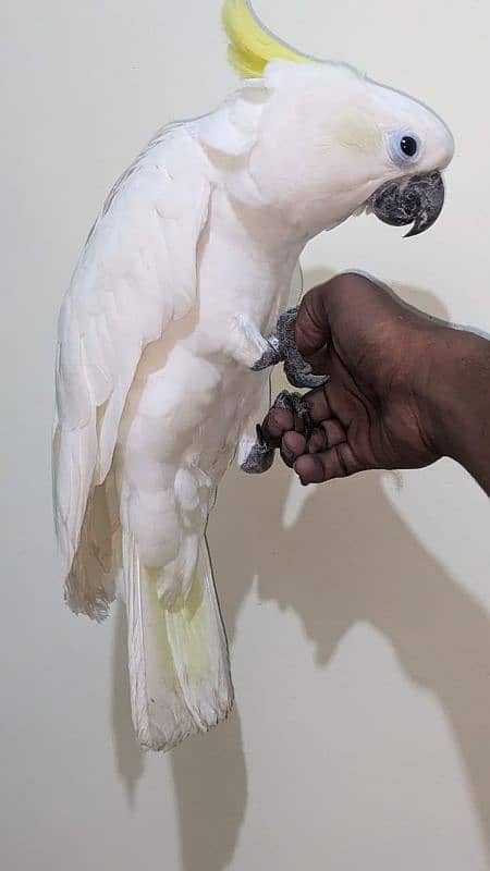 huge size titron cockatoo 3