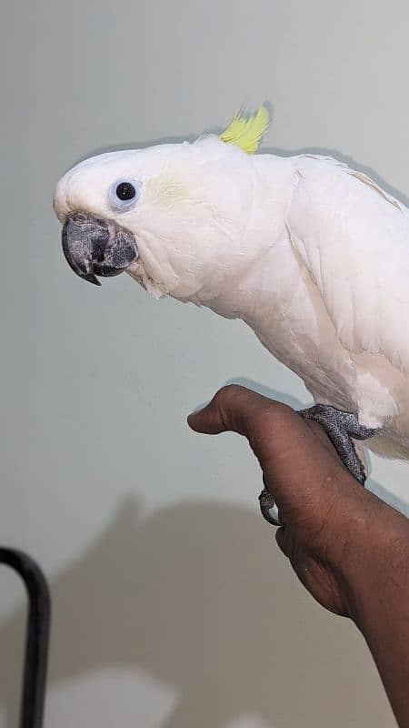 huge size titron cockatoo 4