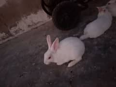 Rabbits Available