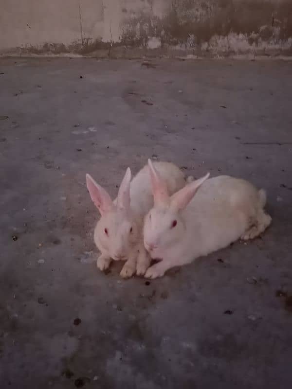 Rabbits Available 1