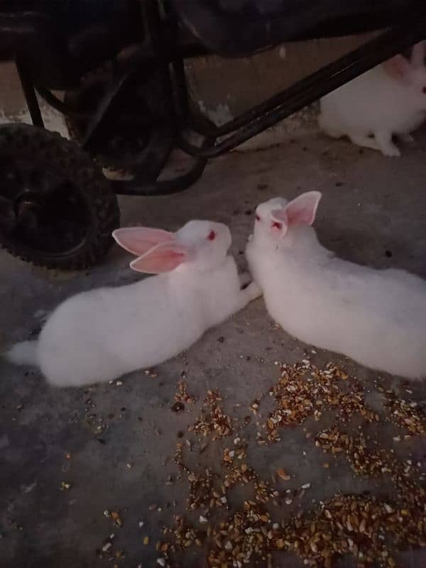 Rabbits Available 2