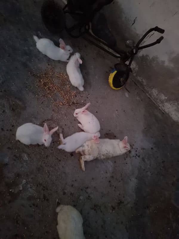 Rabbits Available 4