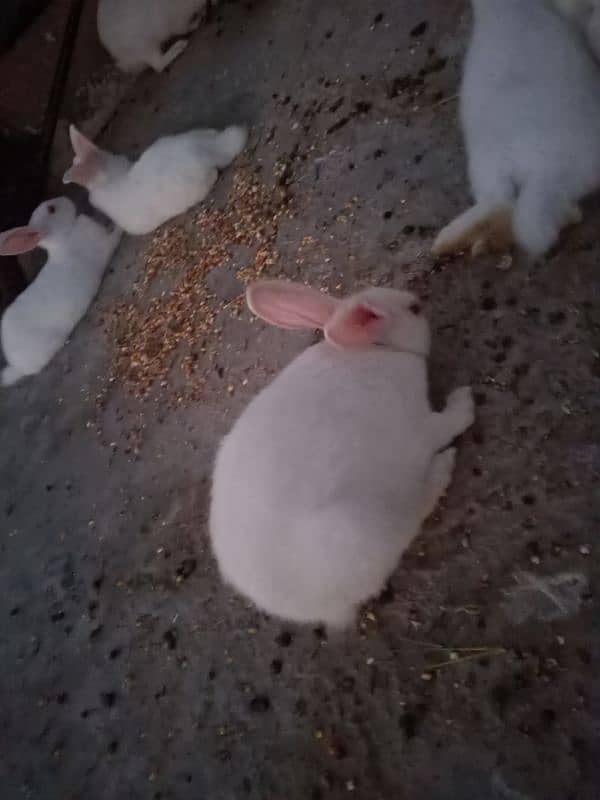 Rabbits Available 5