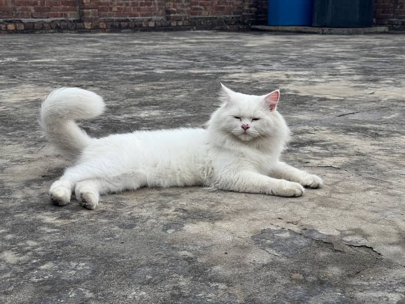 Persian Cat 4