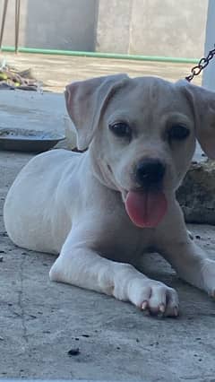 i want to sale my pitbull female puppy