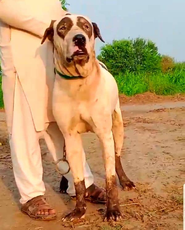 bohat hi acha dog h 2