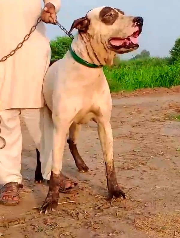 bohat hi acha dog h 3