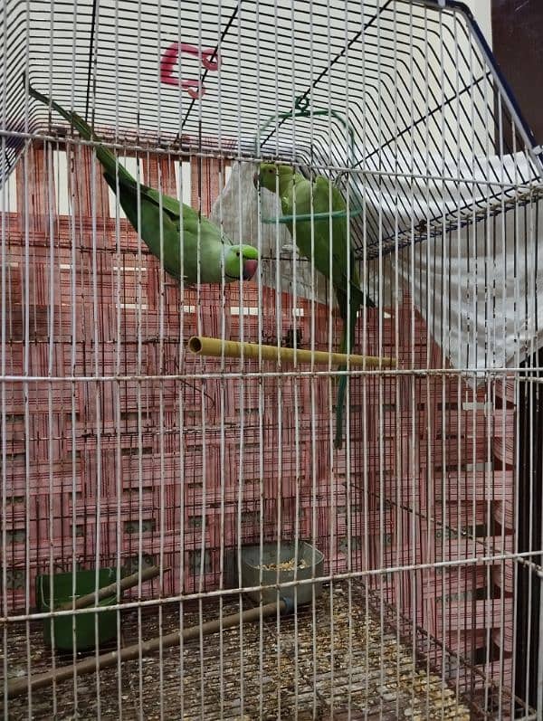 Ringneck Bonded Pair 0