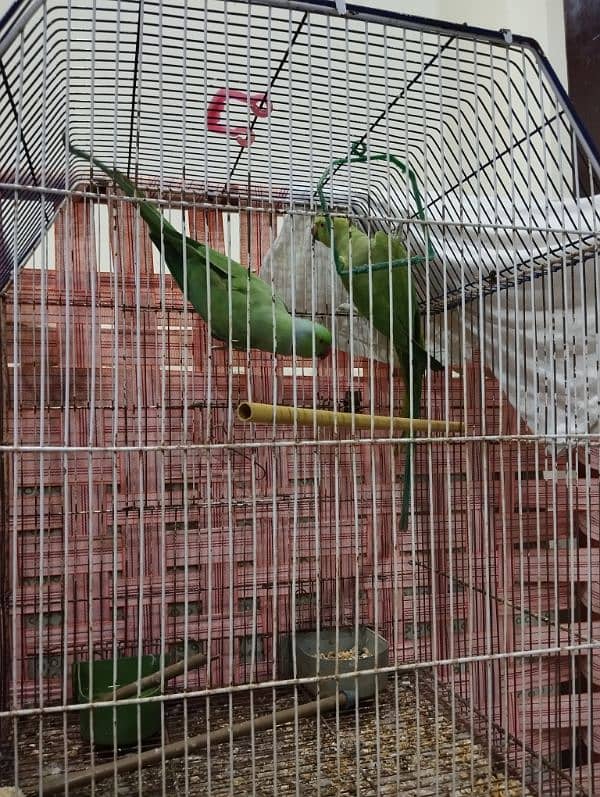 Ringneck Bonded Pair 1