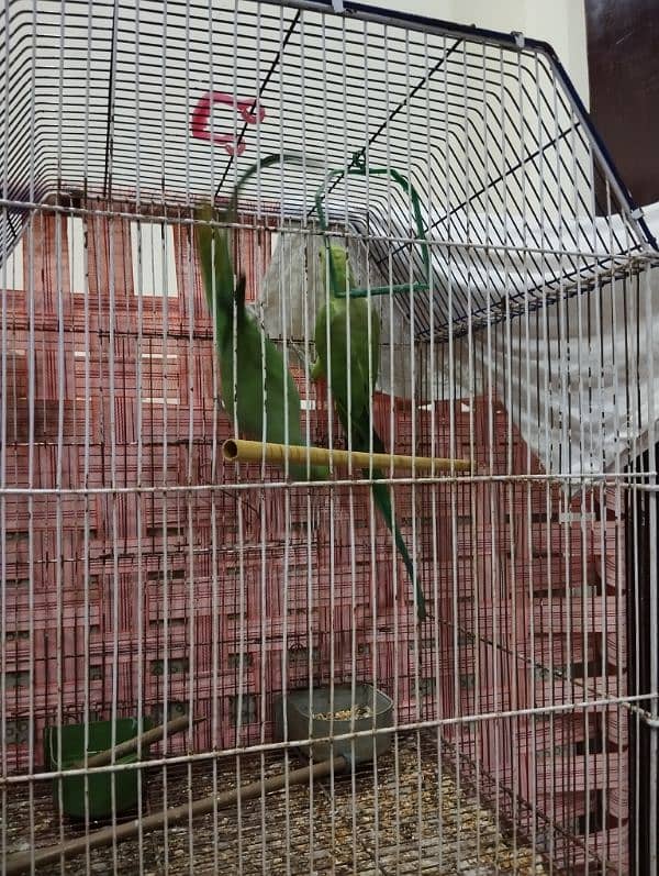 Ringneck Bonded Pair 2