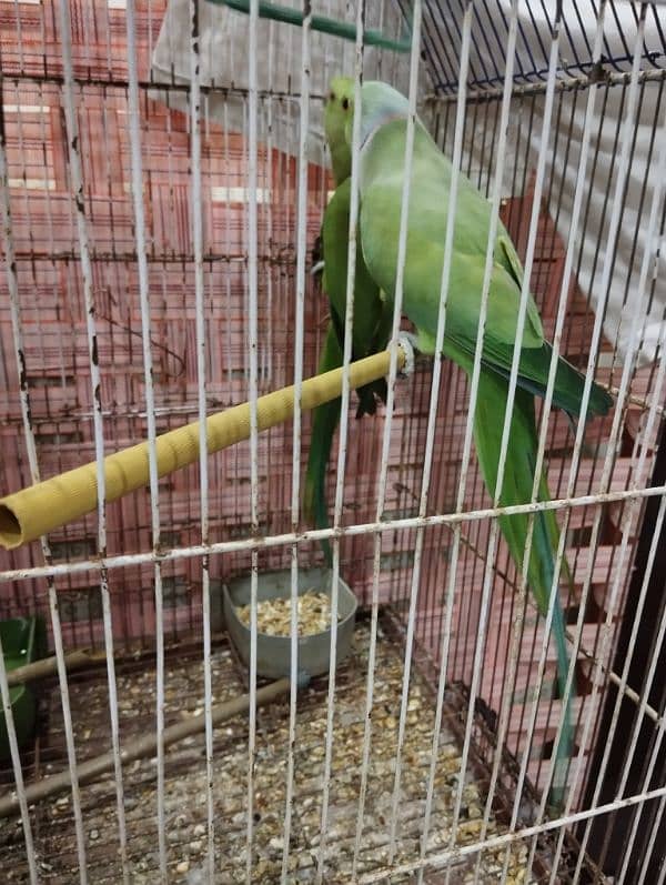 Ringneck Bonded Pair 3