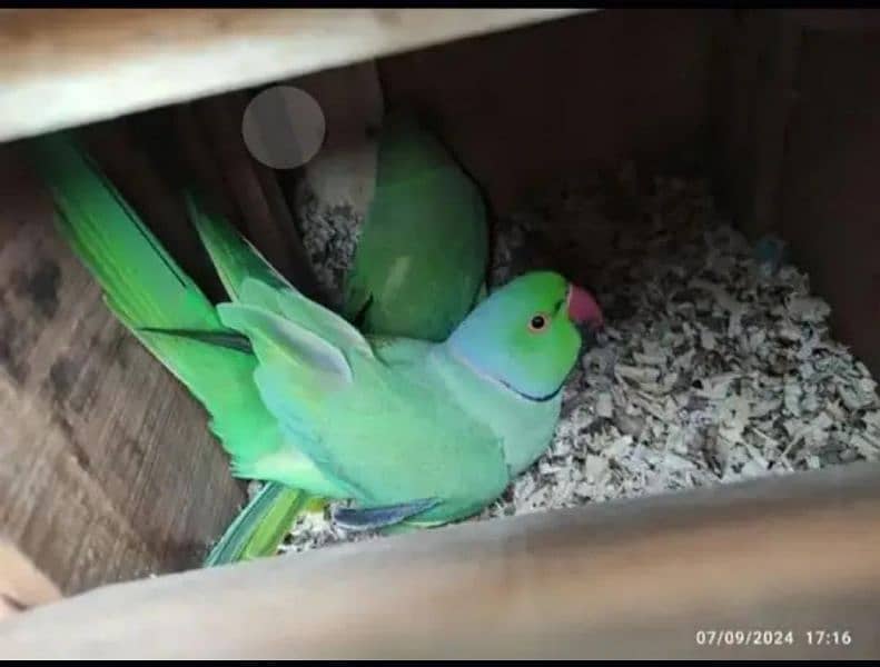 Ringneck Bonded Pair 4