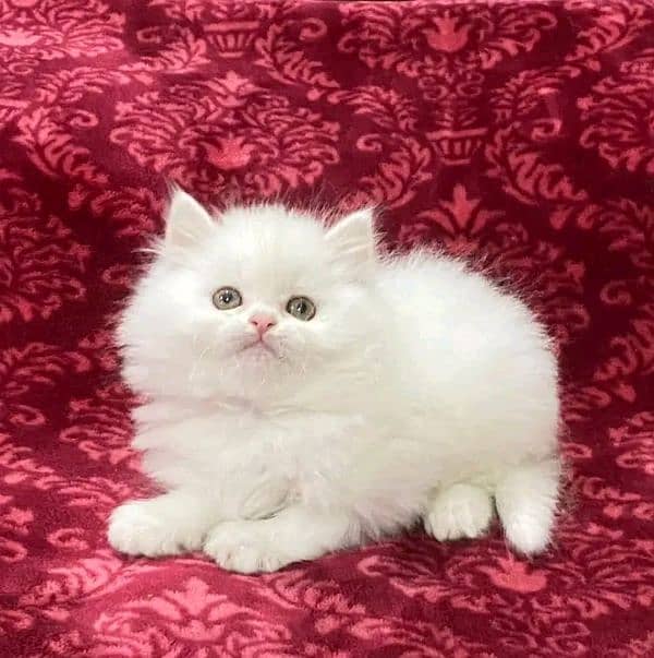 persian kittens triple coat kittens  sale contact Whatsap03288426681 0