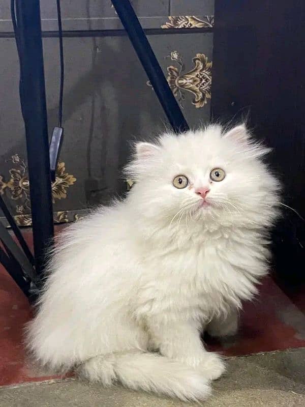 persian kittens triple coat kittens  sale contact Whatsap03288426681 2