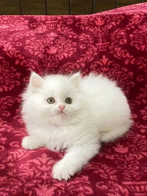 persian kittens triple coat kittens  sale contact Whatsap03288426681 4