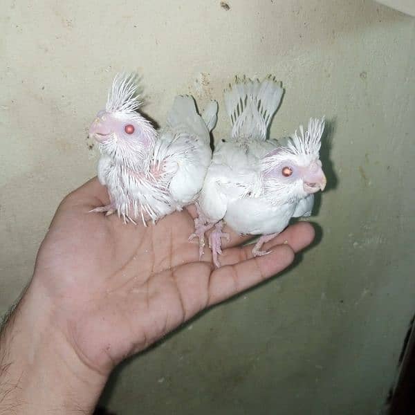 common white eno red eye handtame chicks breeder pair male 0