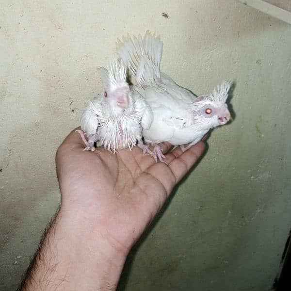 common white eno red eye handtame chicks breeder pair male 1