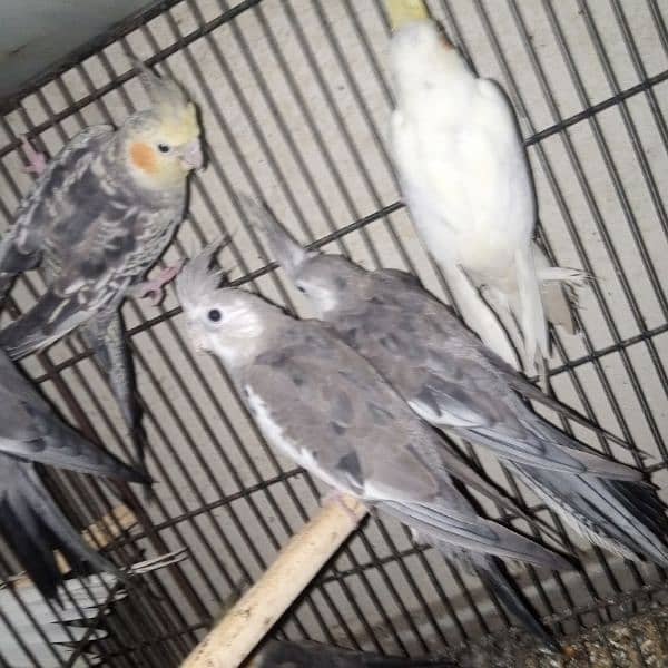 common white eno red eye handtame chicks breeder pair male 3