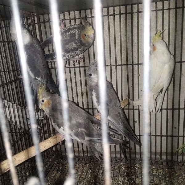 common white eno red eye handtame chicks breeder pair male 4