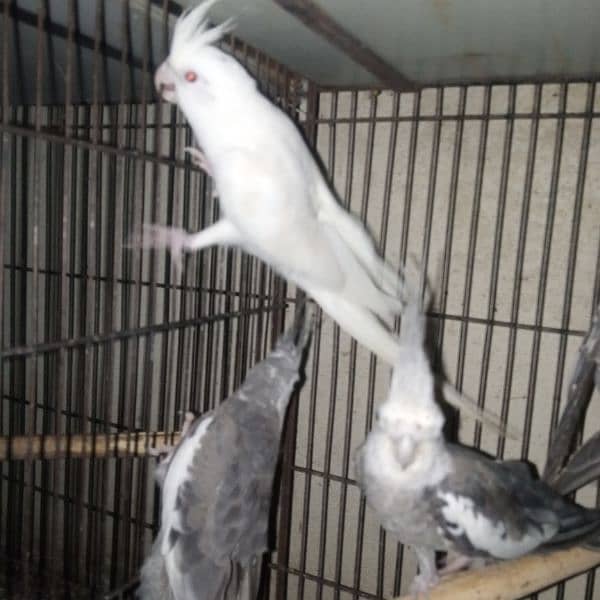 common white eno red eye handtame chicks breeder pair male 5