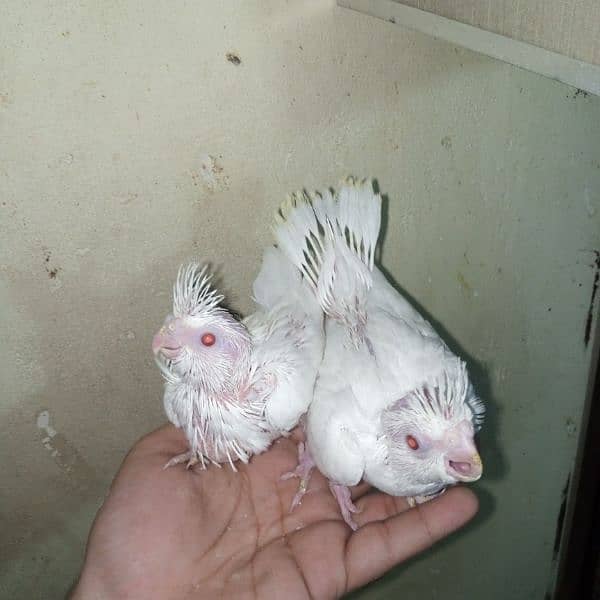 common white eno red eye handtame chicks breeder pair male 6