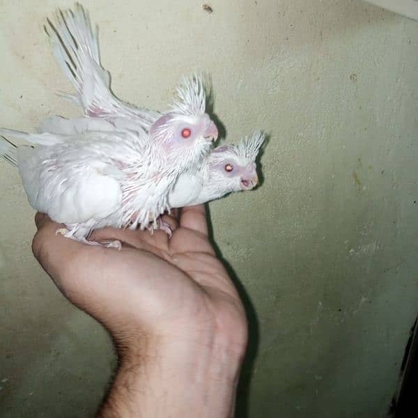 common white eno red eye handtame chicks breeder pair male 7