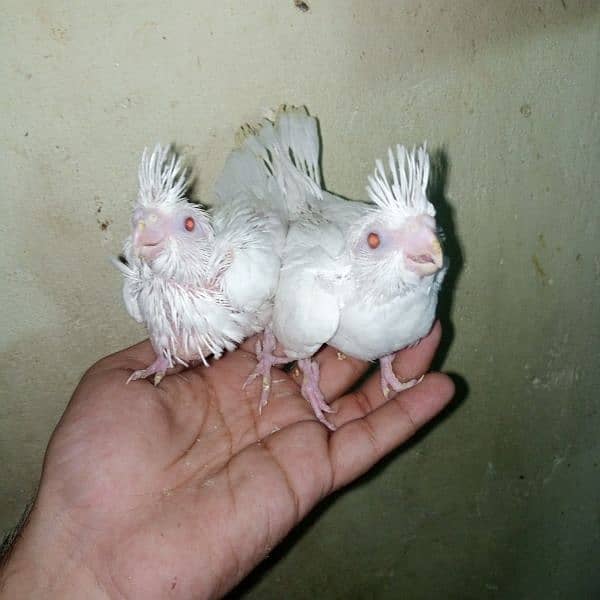 common white eno red eye handtame chicks breeder pair male 8