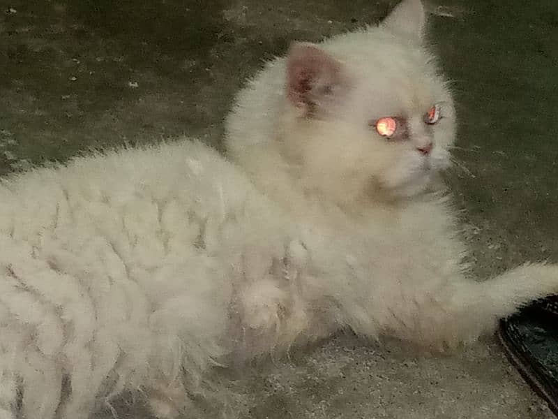 Male persian cat Fully white color 0