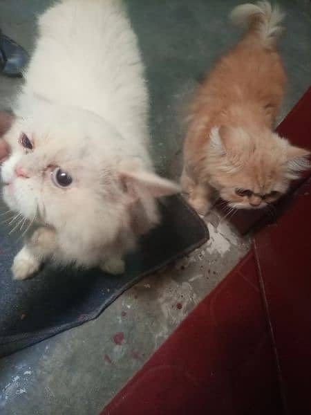 Male persian cat Fully white color 1