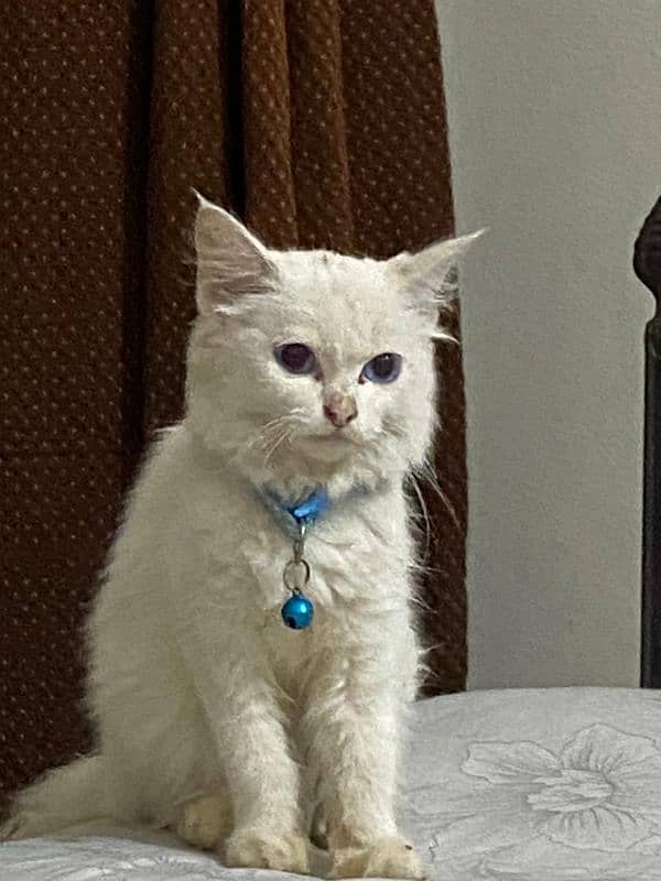 Dark Blue eyes Persian Kitten. . . Snow white color 0