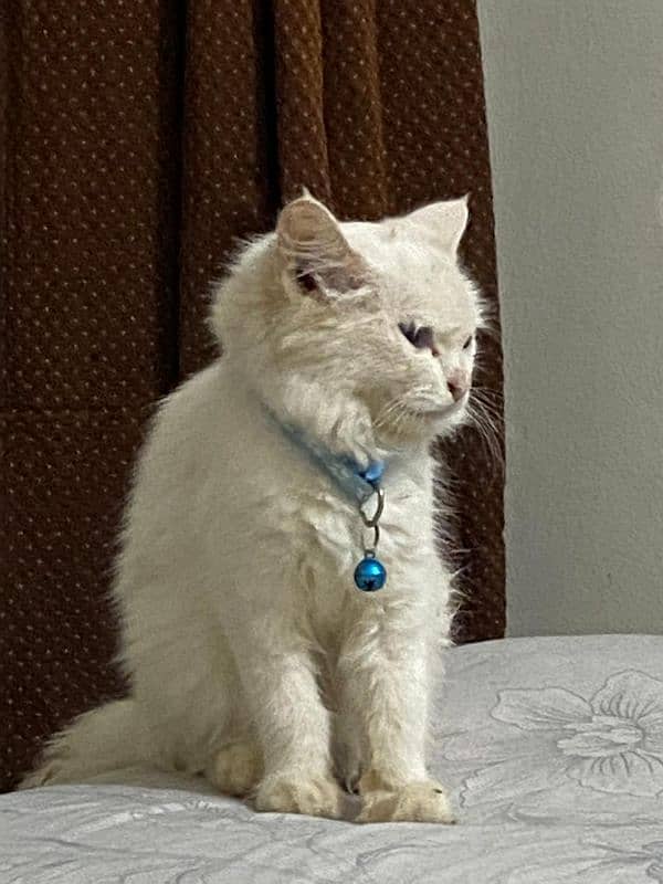 Dark Blue eyes Persian Kitten. . . Snow white color 2