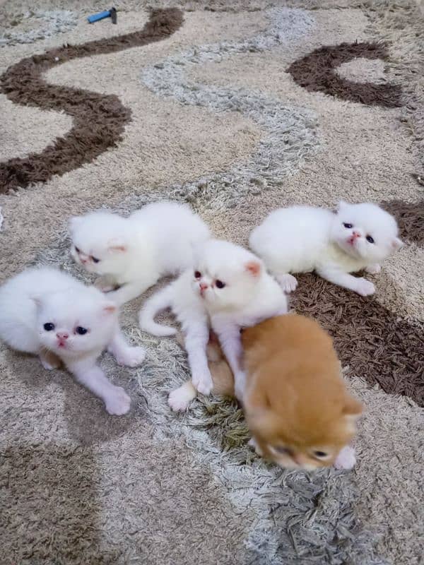 Peke WHITE KITTENS pairs available for sale 0