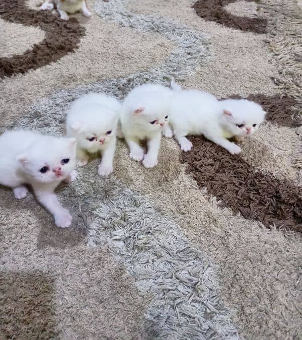 Peke WHITE KITTENS pairs available for sale 1