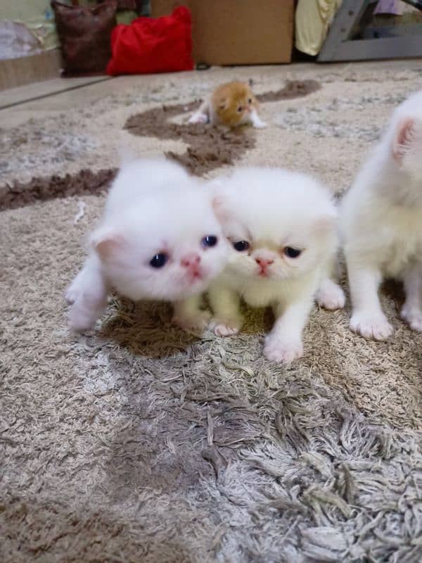 Peke WHITE KITTENS pairs available for sale 2