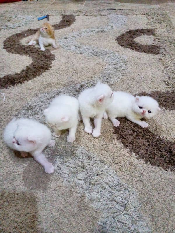 Peke WHITE KITTENS pairs available for sale 3