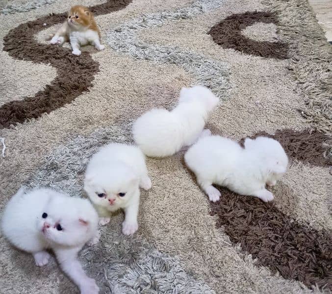 Peke WHITE KITTENS pairs available for sale 4