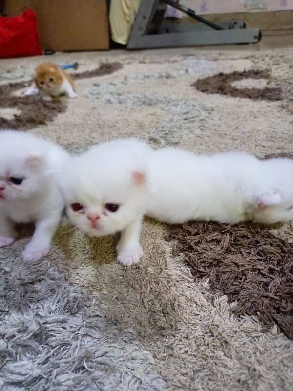 Peke WHITE KITTENS pairs available for sale 5