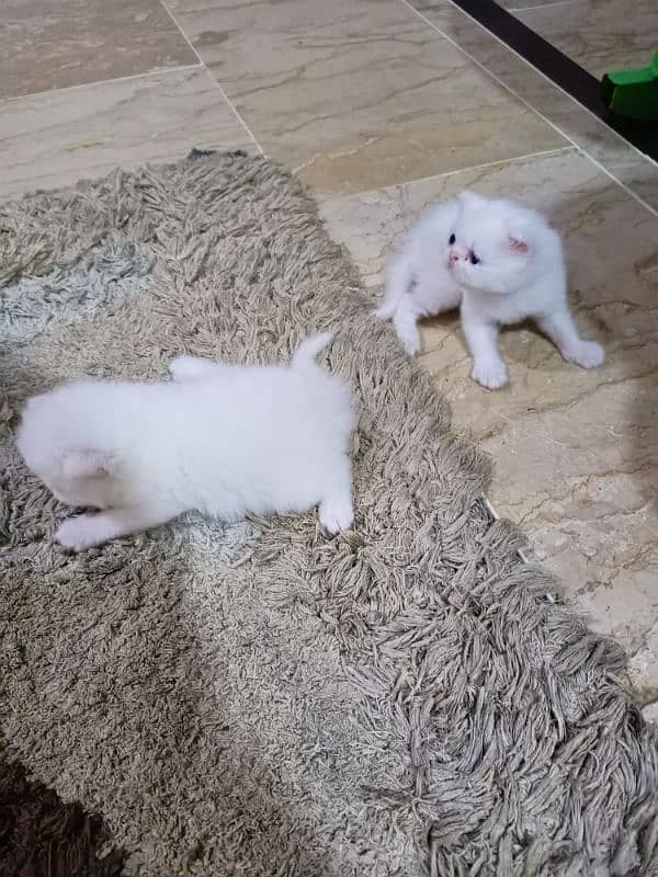 Peke WHITE KITTENS pairs available for sale 7