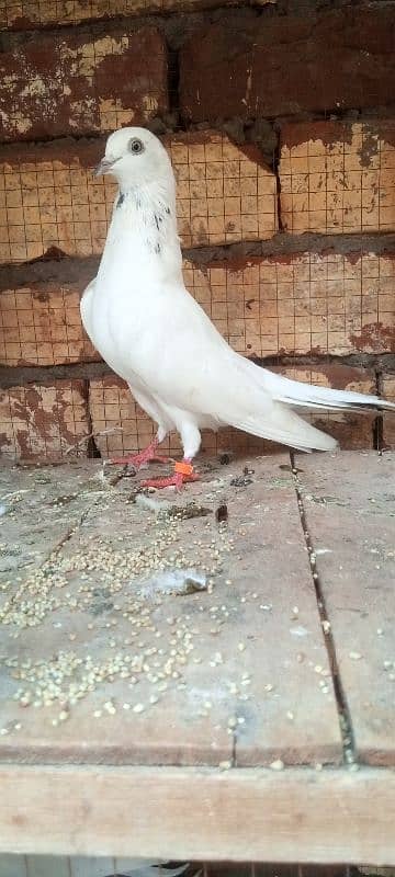 breadr tedy and sialkoti pair for sale 1