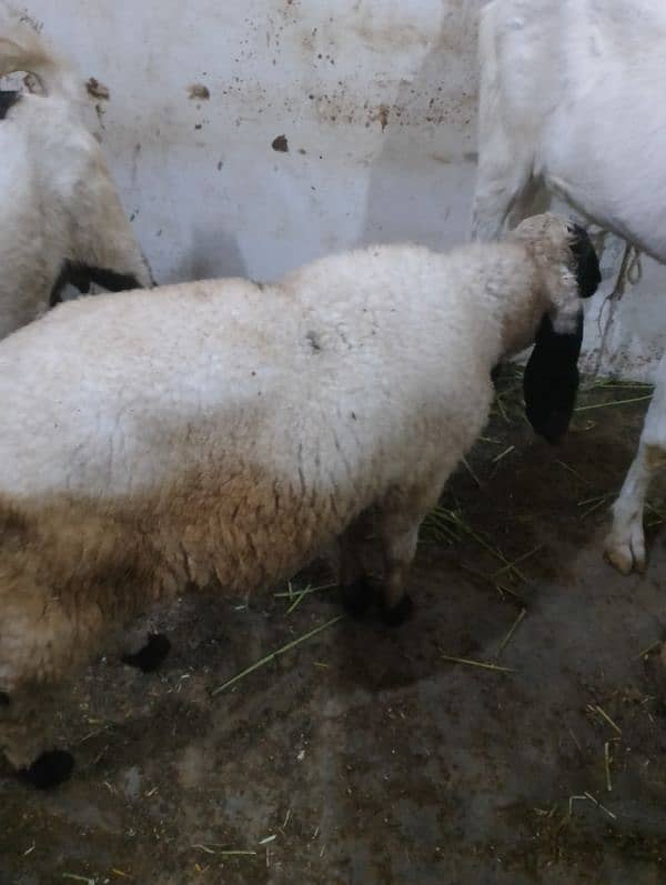 dumba ,Bakra for sale 0