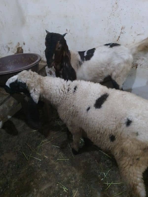 dumba ,Bakra for sale 2